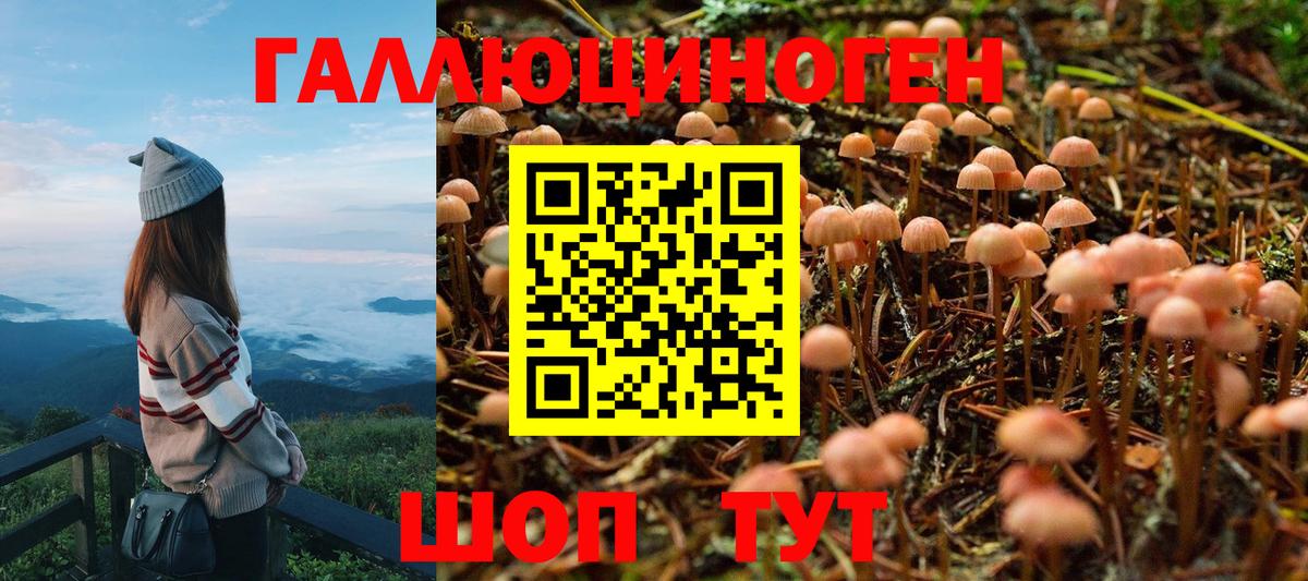 как найти   Псилоцибиновые грибы Psilocybine cubensis  Вход с VPN  Донской  Псилоцибиновые грибы MAGIC MUSHROOMS 